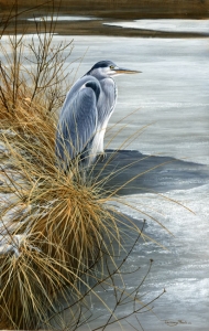 1000-winter-heron