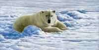 1010-polar-bear