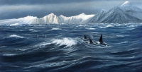 1011-orcas-and-prions-south-shetland-islands
