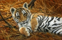 1012-tiger-cub