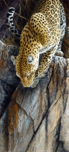 1015-leopard-'what-lies-beneath'