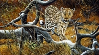 1016-leopard-encounter