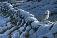 1020-winter-barn-owl
