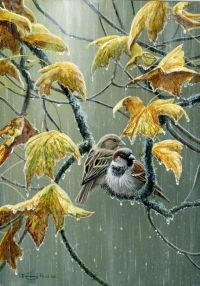 1027-sparrows-in-the-rain