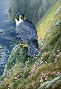 1029-Peregrine at Spanish Head