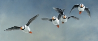 1030-Flight of puffins