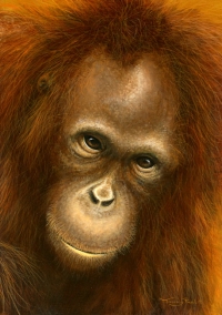 1032-orang-utan-mirror