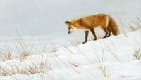 1034-fox-listening