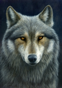 1035-look-into-my-eyes-wolf