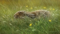 1037-brown-hare-in-form