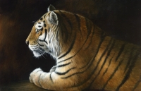 1041-Grace - tiger