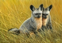 1042-bat-eared-foxes
