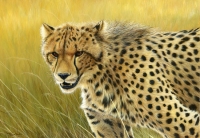 1044-Young Cheetah
