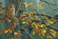 1049-tawny-autumn