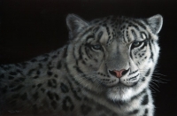 1056-Silver Shadow-snow-leopard
