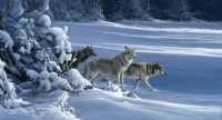 1062-the-strength-of-the-pack-is-the-wolf-yellowstone-wolves