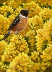 1063-good-year-for-gorse-stonechat