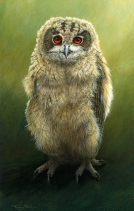 1065-Who, me? eagle-owlet