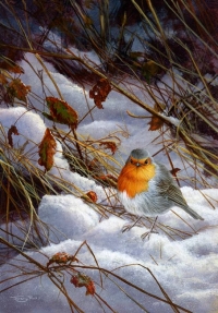 1072-robin-winter-colours