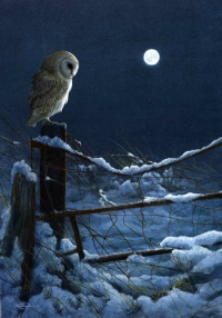 1074-Silent-night-barn-owl