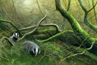 1079-deep-wood-badgers-22x15