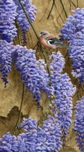 1082-wisteria-and-chaffinch-14x9