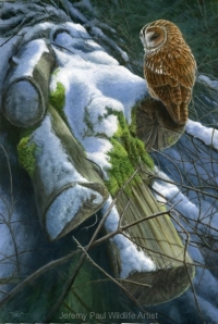 1085-winter-tawny-owl-22x15
