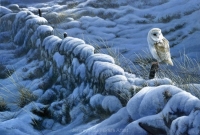 1087-winters-wall-barn-owl-22x15