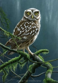 1092-what-little-owl-12x9