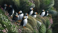 1093-puffins-20x12