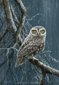 1098-little-owl-rainy-day 12x9