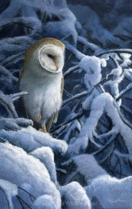 1099-heavy-snow-barn-owl