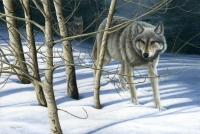 1100-yellowstone-wolves