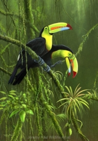 1106-keel-billed-toucans