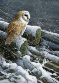 1108-snow-flurries-barn-owl