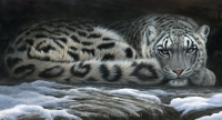 1109-snow-shadows-snow-leopard-28-x15