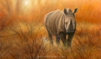 1110-heat-and-dust-white-rhino 20x12