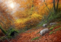 1129-forest-gold-badgers