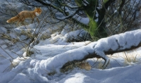 1131-winter-hiding-place-woodcock-and-fox