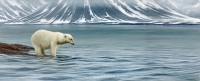 1132-Hard Arctic Summer-polar-bear