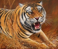 1134-'Rush'-tiger
