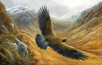 1148-golden-eagle