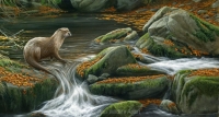 1154-autumn-falls-otter