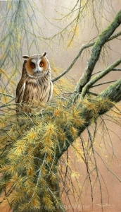 1155-long-eared-owl