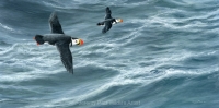 1158-puffins-from-peel-hill