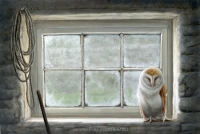1159-window-barn-owl