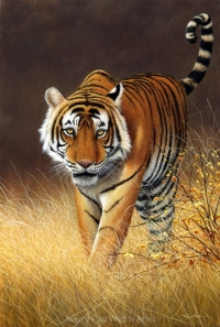 1160-softly-softly-ranthambore-tiger