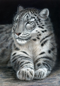 1166-snow-leopard