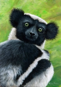 1181-Indri-quizzical