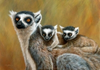 1183-ring-tailed-lemurs